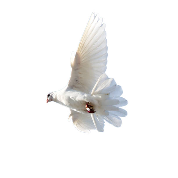 istock white dove on a white background 860750790