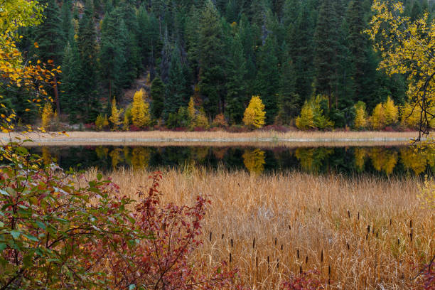 istock Cattails by the lakeshore 860753872