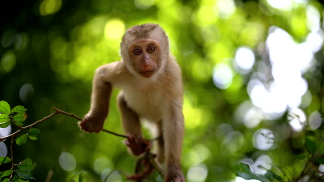 Monkey Videos, Download The BEST Free 4k Stock Video Footage & Monkey HD  Video Clips