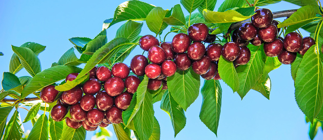 loaded branch of large cherries ready for market