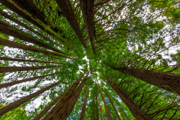 istock California Redwood 860757528