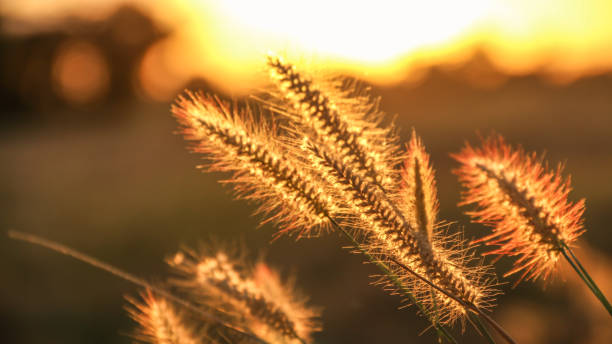 istock Close up of grass flowers with rim light effect during the sunset. Soft focus and selective focus. 860759746