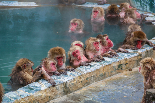 La nieve monos (macaco japonés) relajantes en una piscina de aguas termales (onsen), Hakodate, Japón. photo