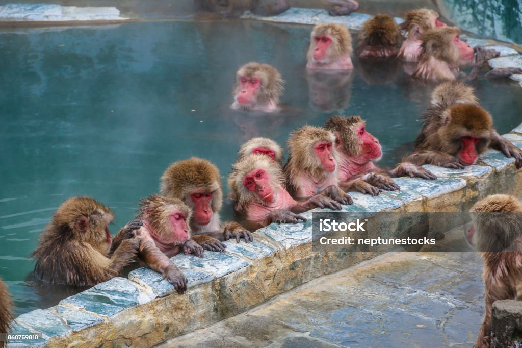 Snow monkeys (Japanese macaque) relaxing   in a hot spring pool (onsen) ,Hakodate ,Japan. Hakodate Stock Photo