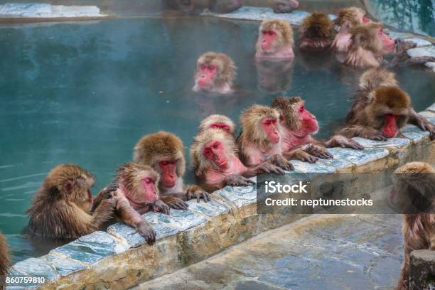 Snow Monkeys Hakodate Japan Stock Photo - Download Image Now