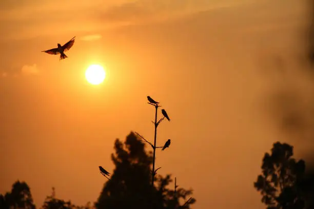 SIlhouette of birds,flying and sitting on the branches of dried tree with the sun  during sunset, orange sky background.