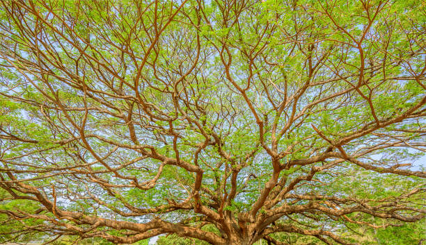 istock Big tree in Kanchanaburi,Thailand 860760948