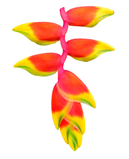 istock red Heliconia flower on white background. 860761220