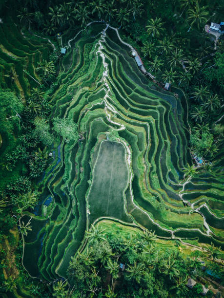 istock Tegallalang rice terrace texture from above 860761826