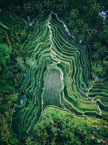 Drone shot of the famous Tegallalang rice terrace in Bali, Indonesia