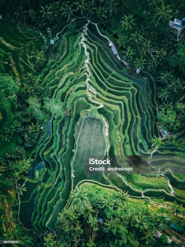 Tegallalang rice terrace texture from above Drone shot of the famous Tegallalang rice terrace in Bali, Indonesia Aerial View Stock Photo