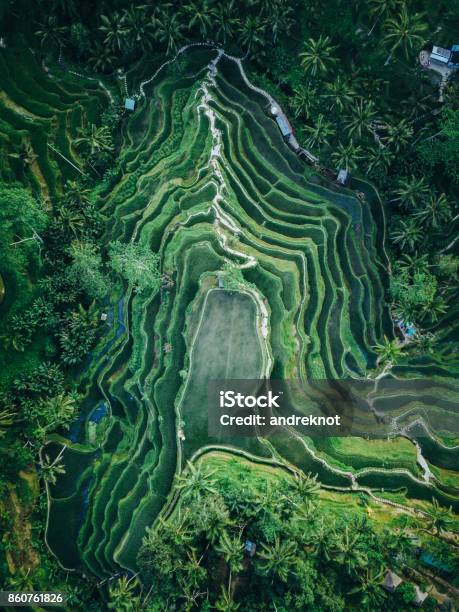Tegallalang Rice Terrace Texture From Above Stock Photo - Download Image Now - Aerial View, Bali, Landscape - Scenery