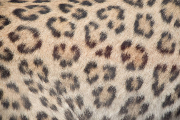 istock Decorative animal  fur as a background 860768092