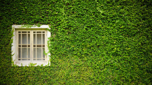 istock white window with Coatbuttons plant wall among green nature 860771896