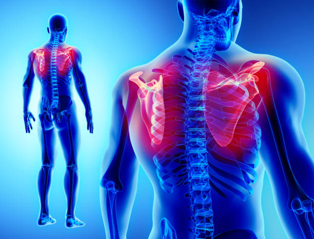 istock 3D illustration of Scapula, medical concept. 860772398