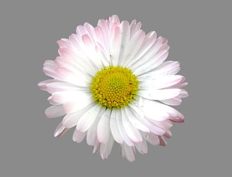 The open Daisy flower on a gray background.