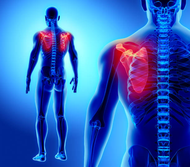 istock 3D illustration of Scapula, medical concept. 860775842