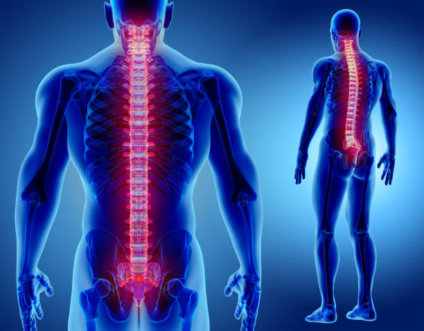 3 d ilustración de la columna vertebral, concepto médico. - espalda partes del cuerpo fotografías e imágenes de stock