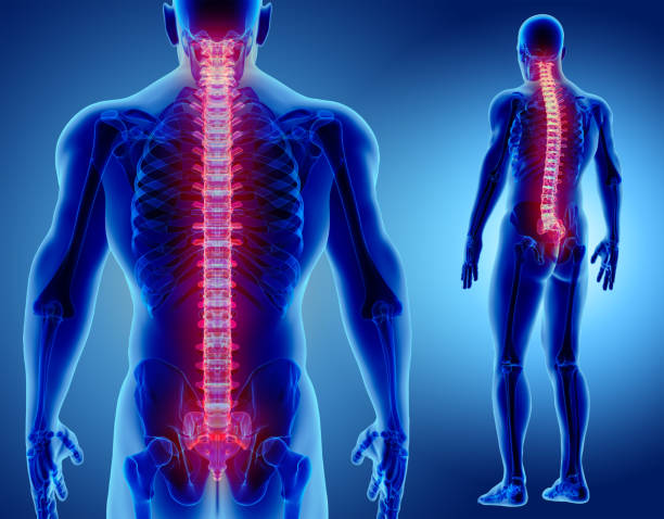3 d ~의 삽화 척추, 의료 컨셉입니다. - human spine posture back backache 뉴스 사진 이미지