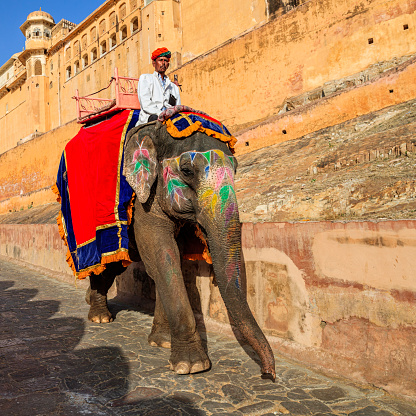 Indian man (mahout) riding on elephant outside Amber Fort, Jaipur, India. Amber Fort is located 13km from Jaipur, Rajasthan state, India. It was the ancient citadel of the ruling Kachhawa clan of Amber, before the capital was shifted to present day Jaipur.