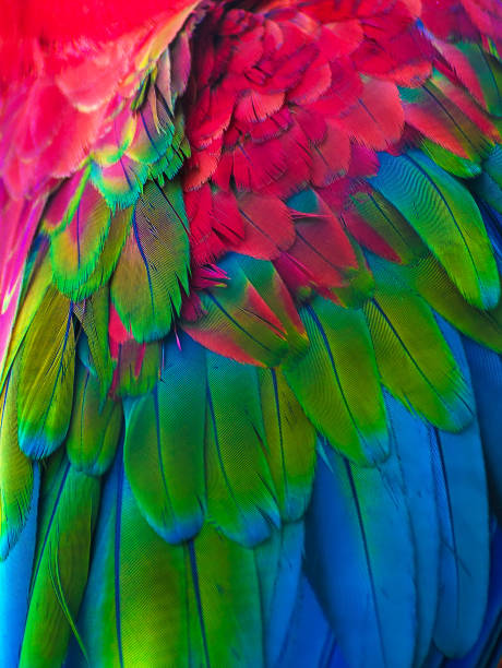 istock Feathers of colorful Ara parrot. 860780512