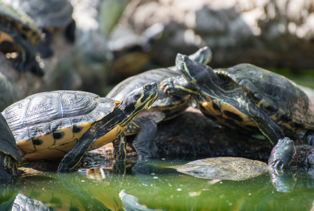 istock Lot of turtles sunbathing on a log. 860780536