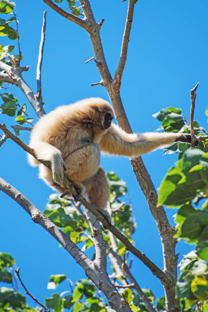 istock Lar gibbon on the tree. Hylobates lar. 860780584