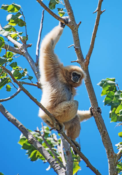 istock Lar gibbon on the tree. Hylobates lar. 860780590