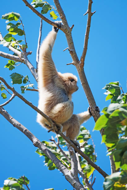 istock Lar gibbon on the tree. Hylobates lar. 860780598