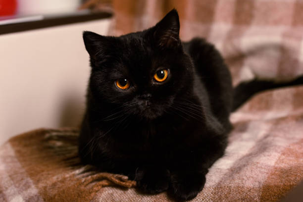 istock black cat on a cream cover 860785942