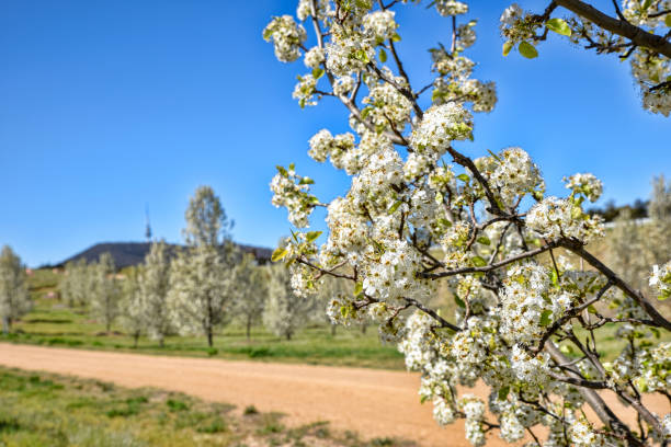 In Canberra arboretum, a forest of Callery pear trees are in full blossom. Their white flowers shine in the sun. The telecommunication tower appears in the background