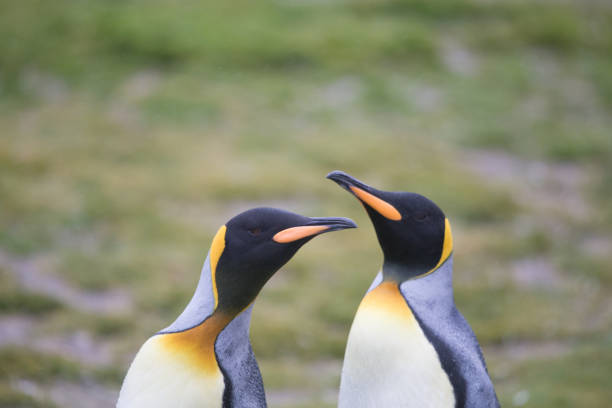 istock King Penguins at Salisbury Plain, South Georgia. 860786252