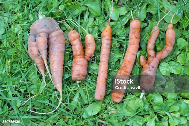 The Abstract Word Mylly Is Made From Ugly Carrots Stock Photo - Download Image Now