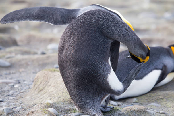 istock A king Penguin on South Georgia. 860786968