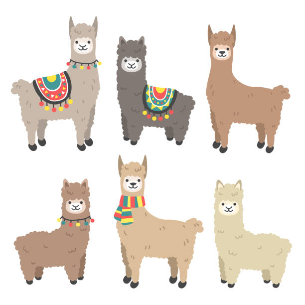 Cute llama and alpaca set Cartoon character vector illustration.Funny smiling animals. llama stock illustrations