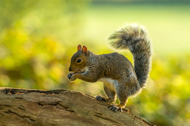 istock British Wildlife In Natural Habitat 860790204