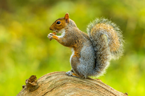 istock British Wildlife In Natural Habitat 860790294