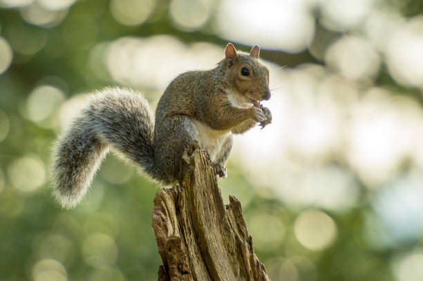 istock British Wildlife In Natural Habitat 860790496