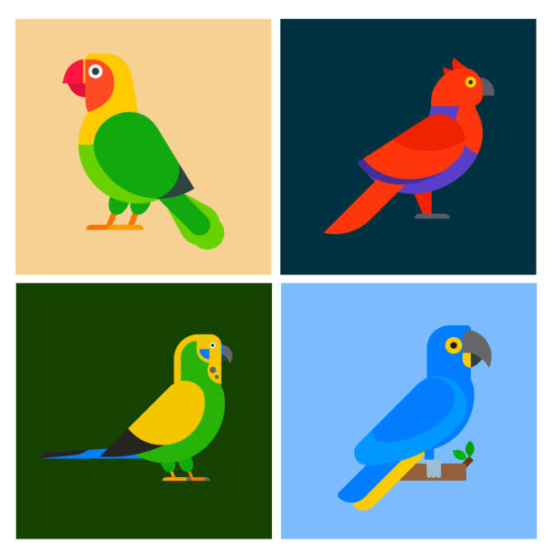 Parrots birds breed species animal flayer brochure nature tropical parakeets education colorful pet vector illustration Parrots birds breed species flayer brochure animal nature tropical parakeets education colorful pet vector illustration. Macaw wild beak wing exotic color avian perch feather avifauna. parrots beak heliconia stock illustrations