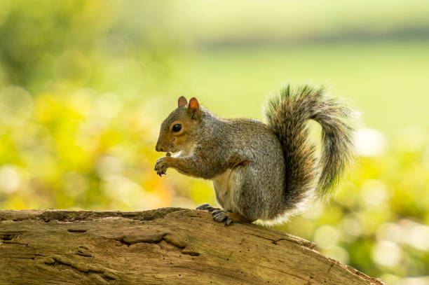 istock British Wildlife In Natural Habitat 860792986