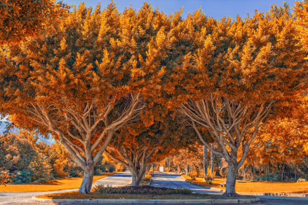 istock Symmetric trees with golden leaves. Fall landscape 860793202
