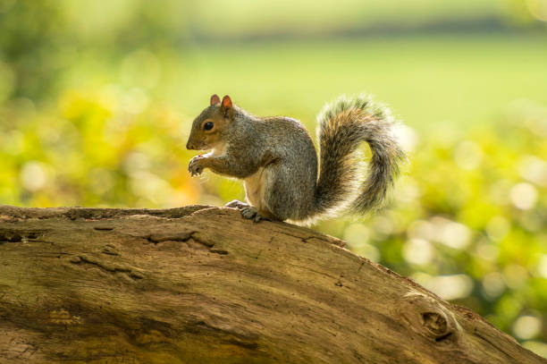 fauna silvestre británica en hábitat natural - glade england autumn forest fotografías e imágenes de stock