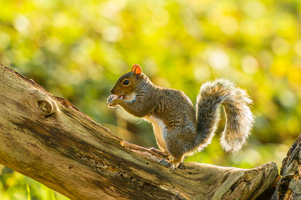 istock British Wildlife In Natural Habitat 860793926