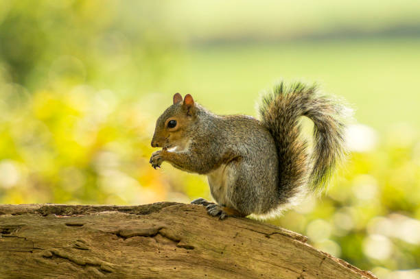 istock British Wildlife In Natural Habitat 860794148