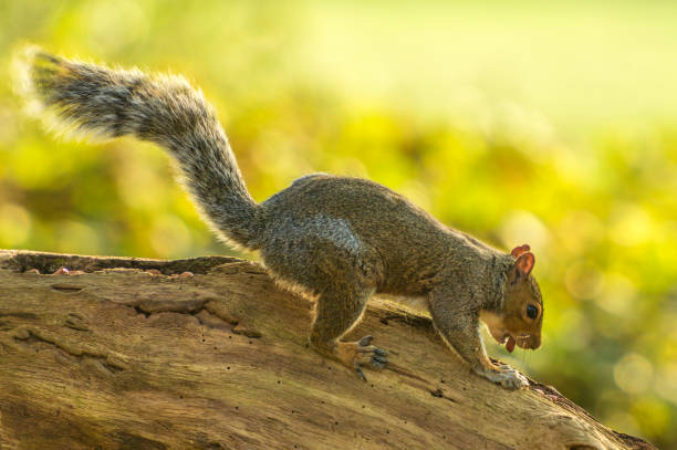 istock British Wildlife In Natural Habitat 860794598