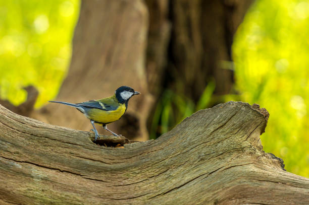 istock British Wildlife In Natural Habitat 860797564