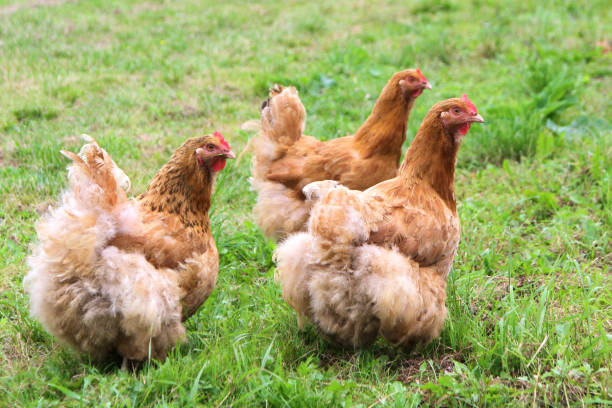 istock Free-rance hens 860798106
