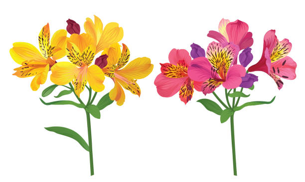 ilustrações, clipart, desenhos animados e ícones de flores de lírio alstroemeria linda de rosa e amarelo sobre fundo branco. - alstromeria