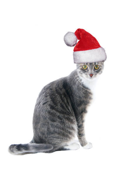 istock tabby cat wearing santa hat for christmas 860801946