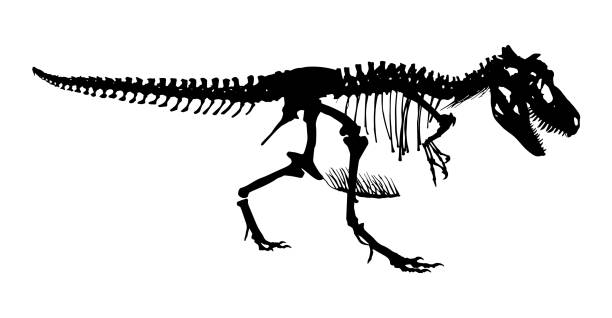 ilustraciones, imágenes clip art, dibujos animados e iconos de stock de esqueleto de tyrannosaurus rex. vector de la silueta. vista lateral - dinosaur fossil tyrannosaurus rex animal skeleton